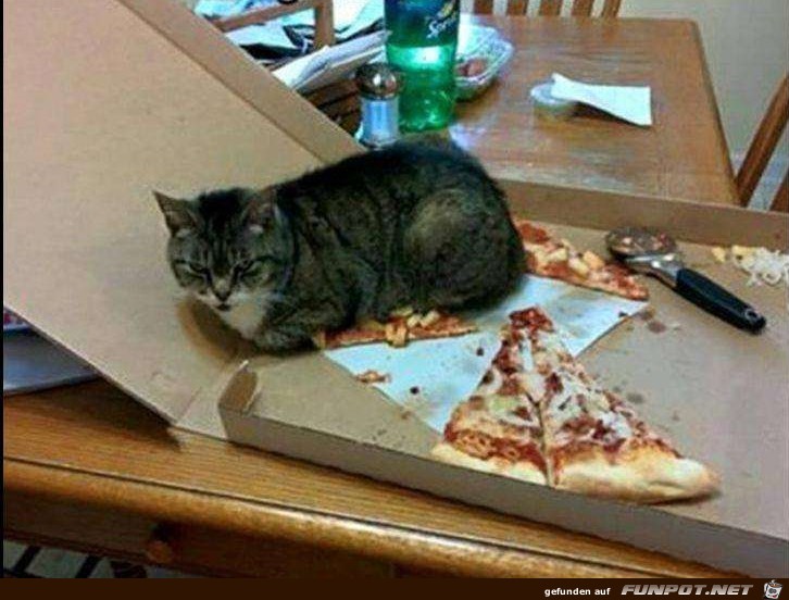 x pizza statt waermflasche x pizza statt waermflasche