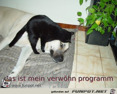 das ist mein verwoehn programm