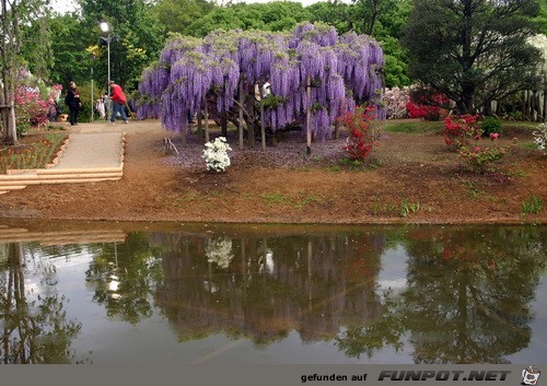 Japanische Blhende Wasserflle