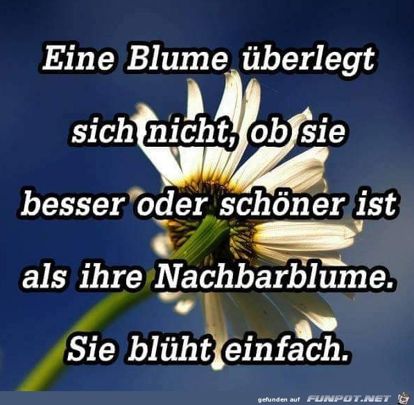 eine blume ueberlegt