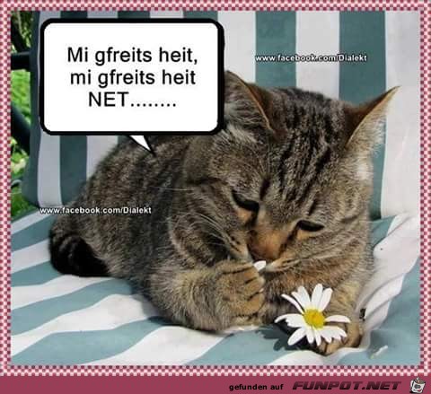 Mi freits heit Mi freits heit
