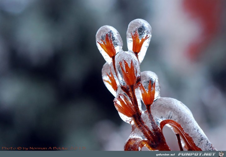 frozen-ice-art-12 880