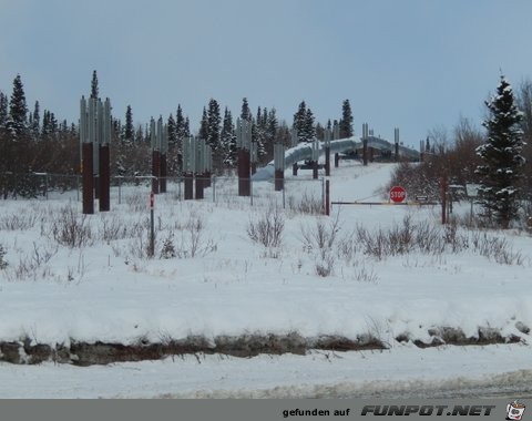 Herd of cariboo and alaska pipeline in April 2013