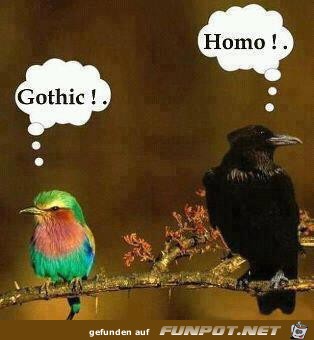 Voegel Voegel