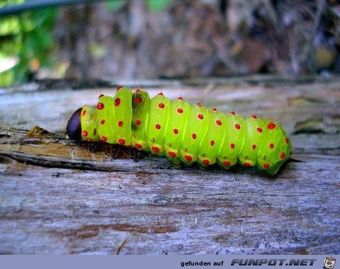 Welt der Insekten