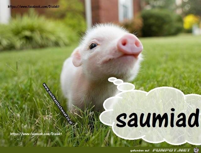 Saumiad Saumiad
