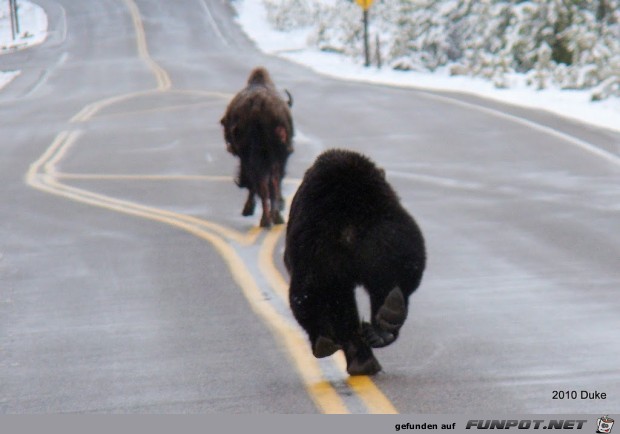 Br vs Bison (16 seltene Fotos) im ...