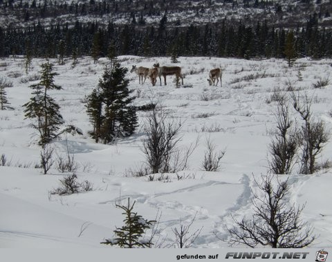 Herd of cariboo and alaska pipeline in April 2013