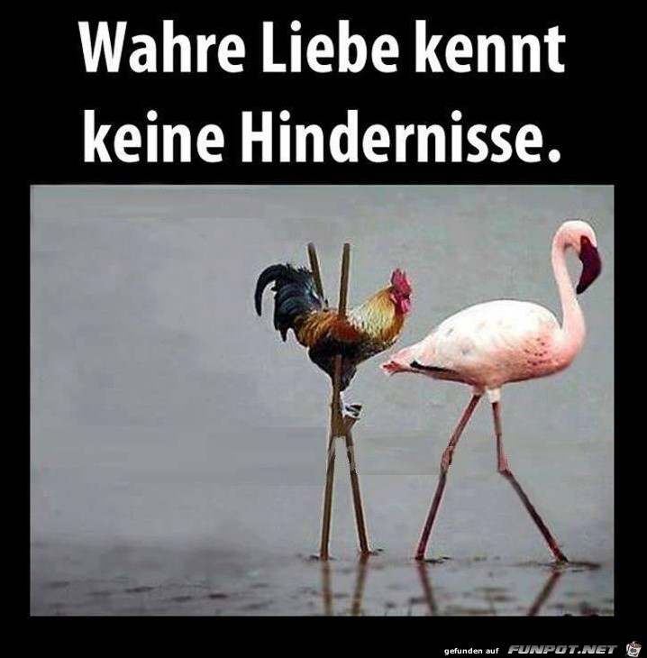 wahre-liebe wahre-liebe