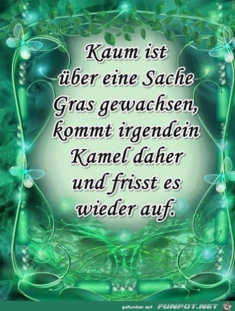 wenn-gras-ueber-etwas-gewachsen-ist wenn-gras-ueber-etwas-gewachsen-ist