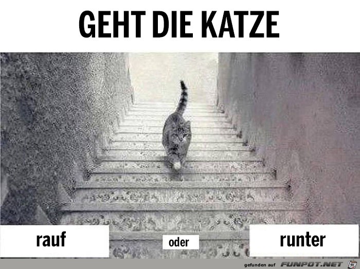 katze