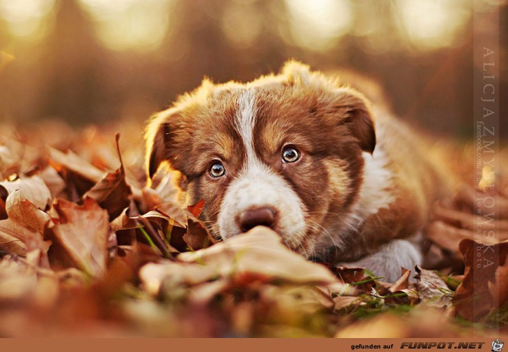 Goldige Hunde-Bilder 10 Goldige Hunde-Bilder 10