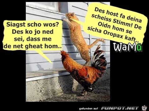 Siehst du schon was - Die Alten haben sicher Oropax gekauft Siehst du schon was - Die Alten haben sicher Oropax gekauft