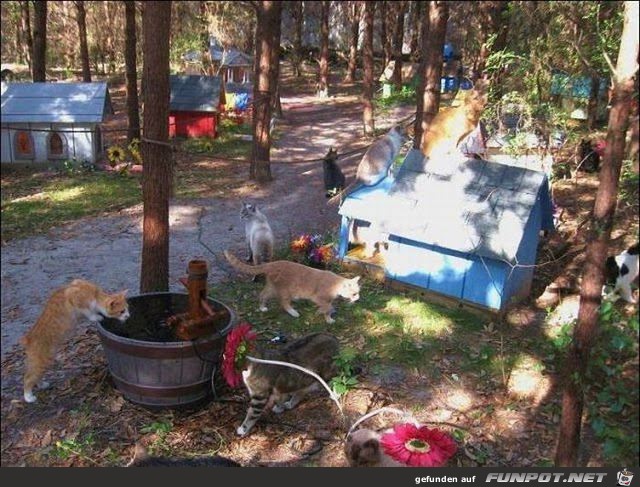 Mann baut Zufluchtsort fr Obdachlose Katzen