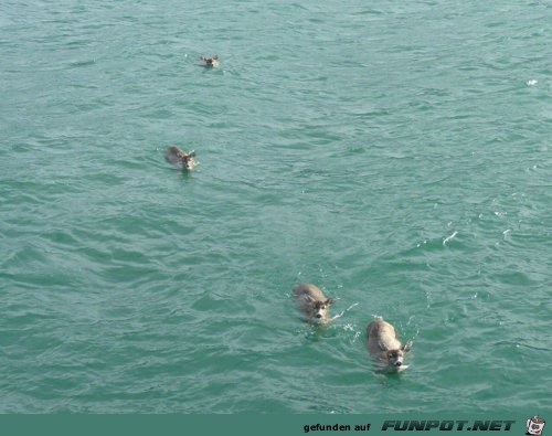image0011 image0011