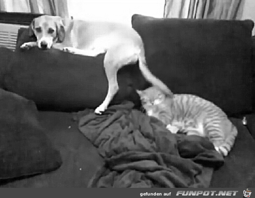 Difference Between Dogs and Cats 16