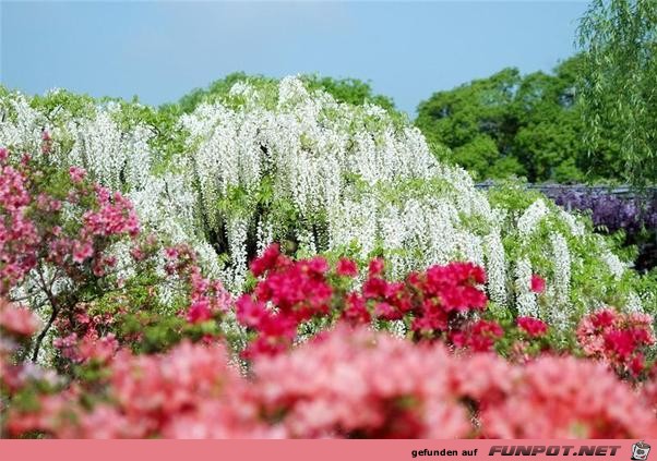 Japanische Blhende Wasserflle