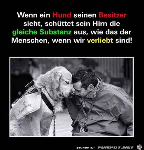 Wenn ein Hund