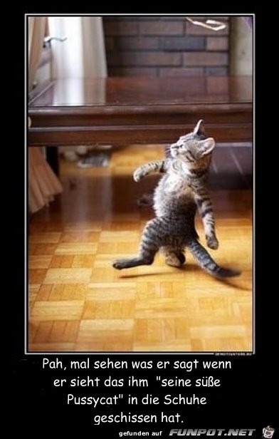 Pussycat Pussycat