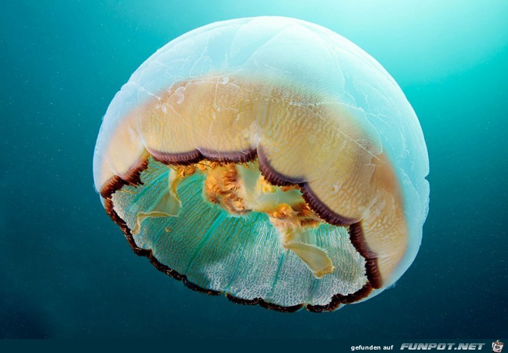 Atemberaubende Bilder von Quallen 8 Atemberaubende Bilder von Quallen 8