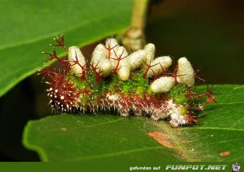 Welt der Insekten