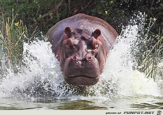 Fabelhafte Tieraufnahmen!