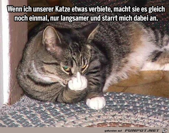 katze