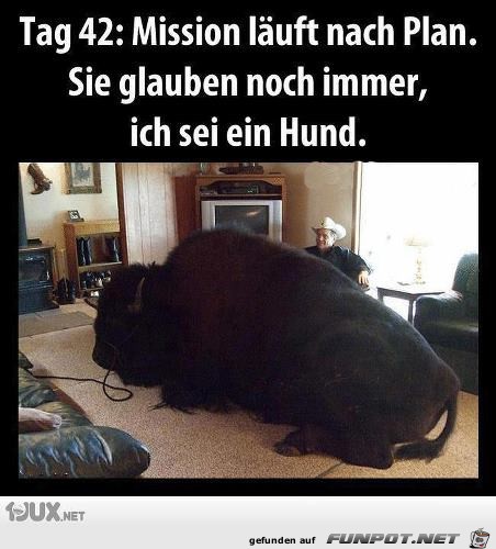 Hund