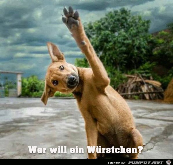 wer will wer will