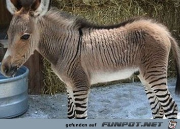 Das ist ein Zebresel Das ist ein Zebresel