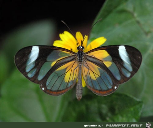 Transparenter GlassWing Schmetterling