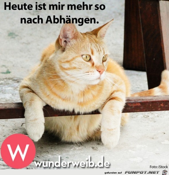 witzige Bilder aus verschiedenen Blogs