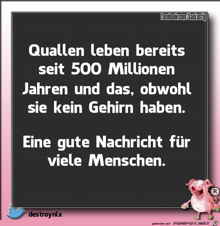 Quallen leben schon lange Quallen leben schon lange