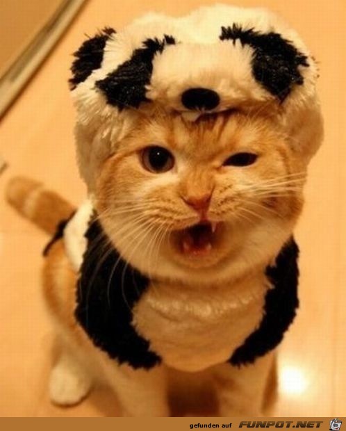 roorar - ich bin ein Tiger roorar - ich bin ein Tiger