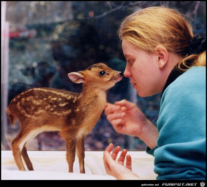 minideer minideer