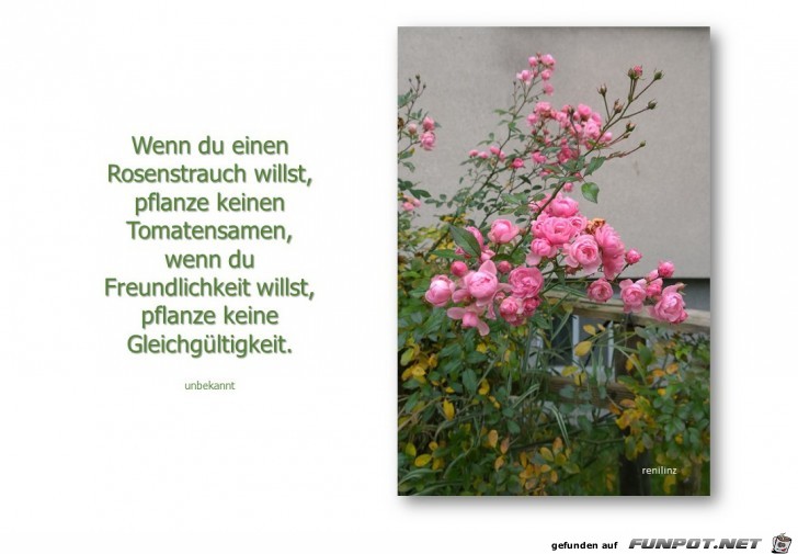 wenn du einen rosenstrauch willst..