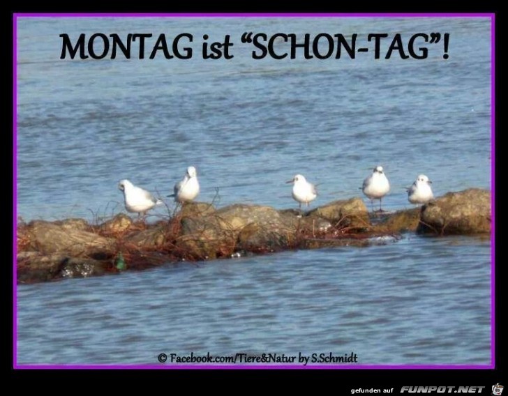 schontag schontag