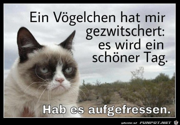grumpy-cat grumpy-cat