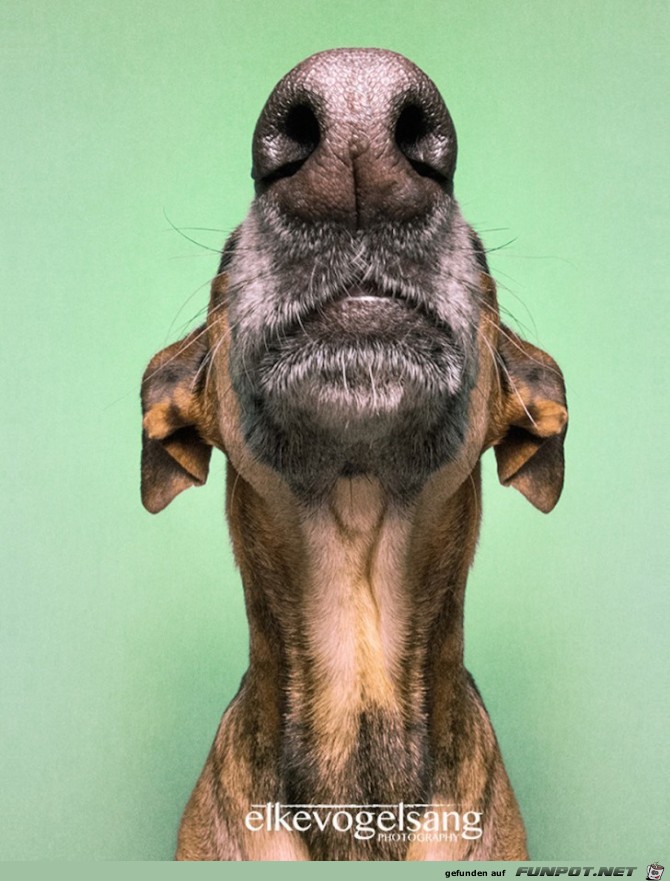 Lustige Hunde-Gesichter 3 Lustige Hunde-Gesichter 3