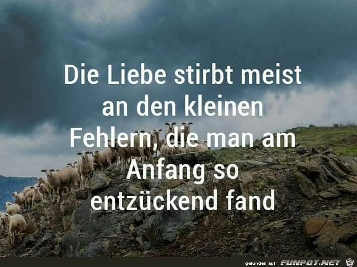 die liebe stirbt meist