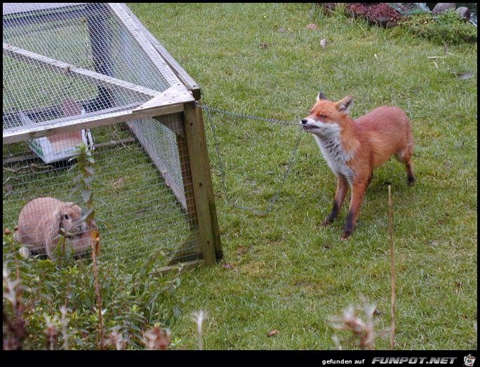 schlauer Fuchs schlauer Fuchs