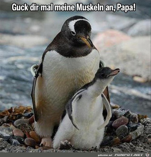 guck-dir-mal