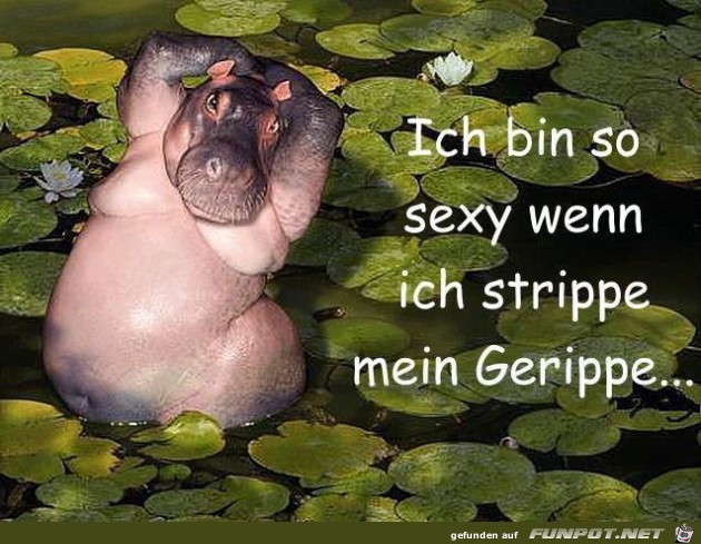 nilpferd nilpferd