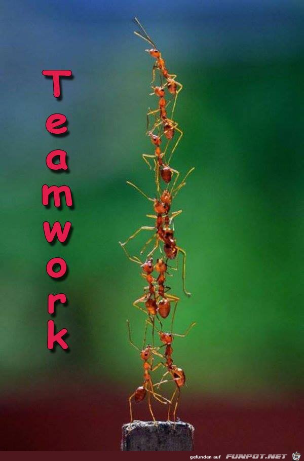 Teamwork Teamwork