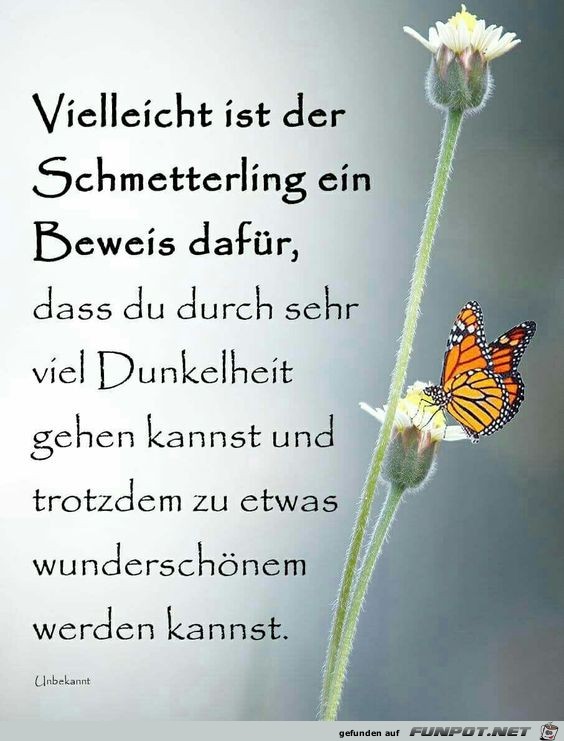 vielleicht ist der Schmetterling