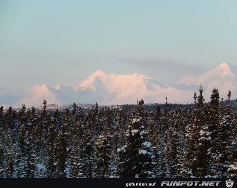 Herd of cariboo and alaska pipeline in April 2013