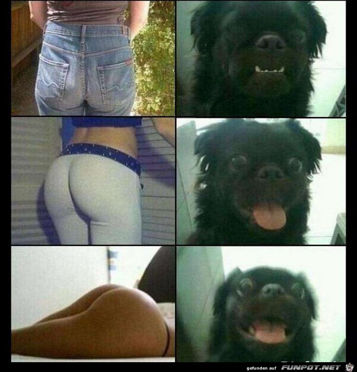 Dogs Dogs