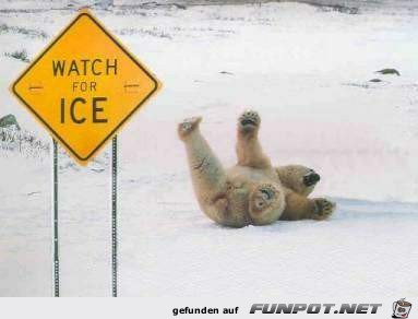 Eisbaer Eisbaer