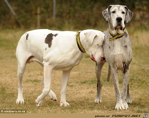 Eines Hundes Blindenhund - herzzerreiend.