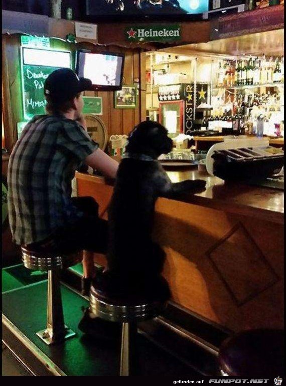 Dog Dog